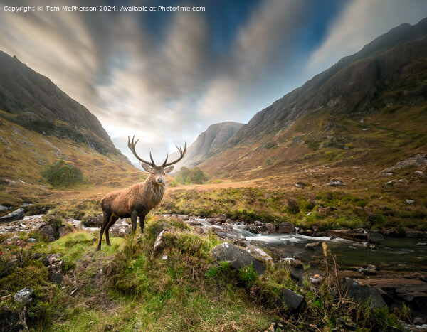 The quintessential 'Monarch of the Glen’  Picture Board by Tom McPherson