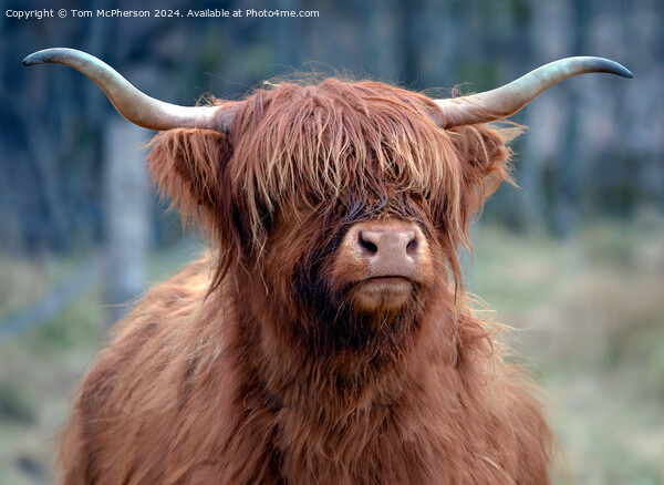 Highland Cow Picture Board by Tom McPherson