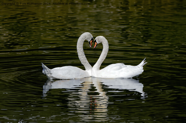 Swan Heart Picture Board by Tom McPherson