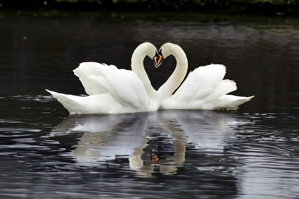 Swan Heart Picture Board by Tom McPherson