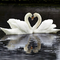 Buy canvas prints of Swan Heart by Tom McPherson