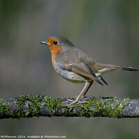 Buy canvas prints of Robin by Tom McPherson