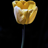 Buy canvas prints of Tulip by Tom McPherson