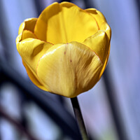 Buy canvas prints of Yellow Tulip by Tom McPherson