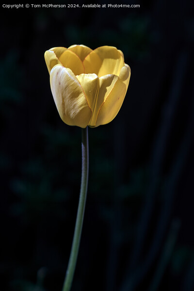 Yellow Tulip Picture Board by Tom McPherson