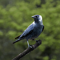 Buy canvas prints of Jackdaw by Tom McPherson
