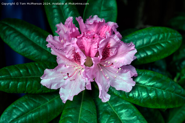 Rhododendron  Picture Board by Tom McPherson
