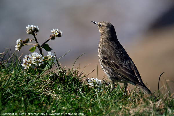The Rock Pipit  Picture Board by Tom McPherson