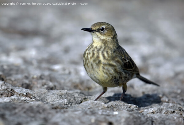 European rock pipit Picture Board by Tom McPherson