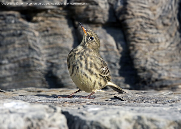 European rock pipit Picture Board by Tom McPherson