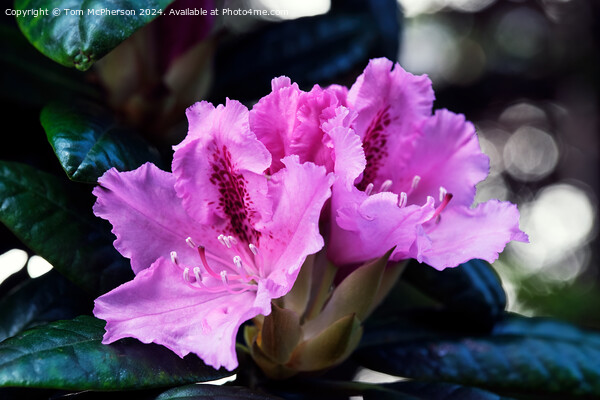 Rhododendron Picture Board by Tom McPherson