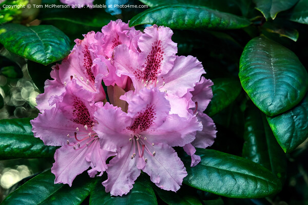 Rhododendron  Picture Board by Tom McPherson