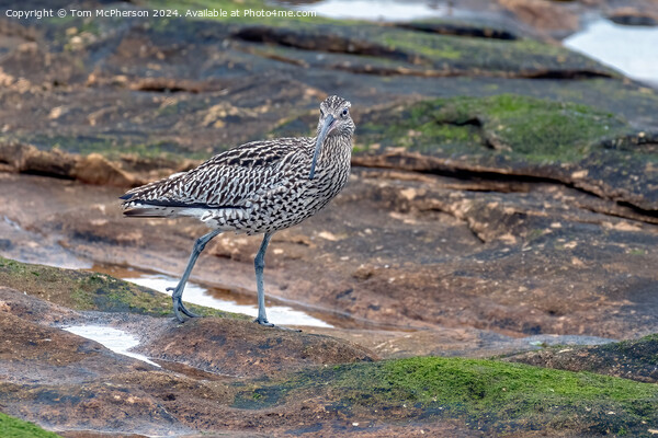 Curlew in Rock Pool Picture Board by Tom McPherson