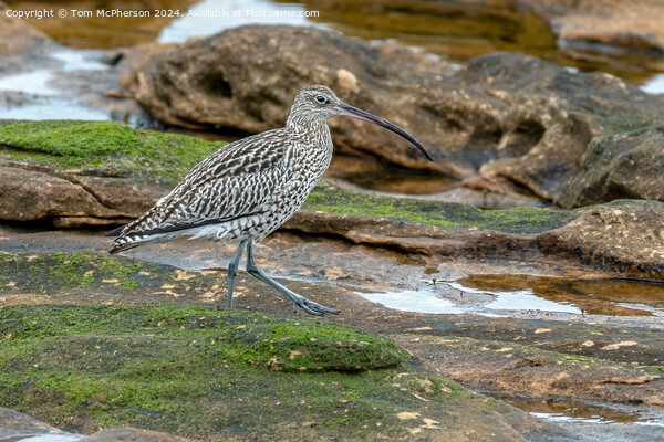 Curlew in Rock Pool Picture Board by Tom McPherson