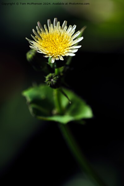 Dandelion Flower Picture Board by Tom McPherson