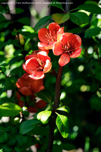Japanese quince Picture Board by Tom McPherson
