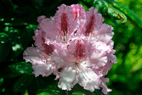 A rhododendron  Picture Board by Tom McPherson
