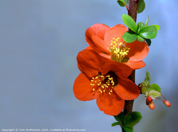 Japanese quince (macro) Picture Board by Tom McPherson