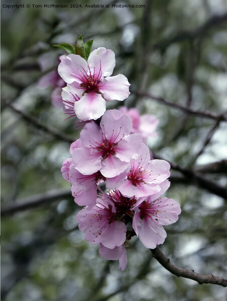 Japanese Flowering Cherry  Picture Board by Tom McPherson