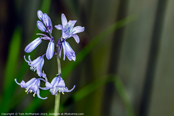 Bluebell Picture Board by Tom McPherson