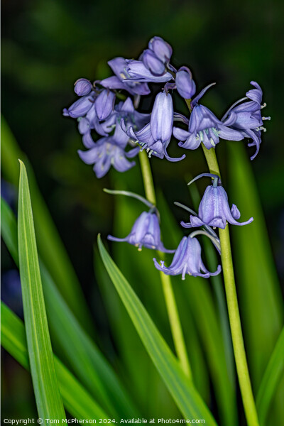 Bluebell Picture Board by Tom McPherson