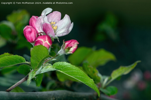 Crabapple Flower Picture Board by Tom McPherson