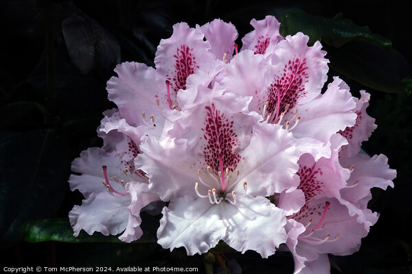 A rhododendron macro Picture Board by Tom McPherson