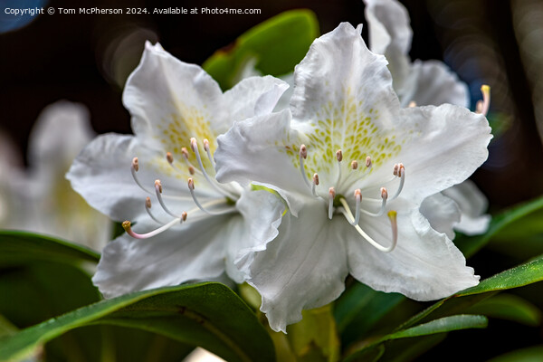 A rhododendron Picture Board by Tom McPherson