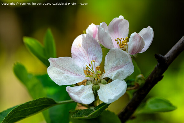 Apple Blossom Picture Board by Tom McPherson