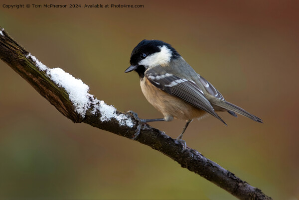 Coal Tit  Picture Board by Tom McPherson