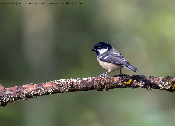 Coal Tit  Picture Board by Tom McPherson