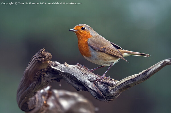 The European Robin Picture Board by Tom McPherson