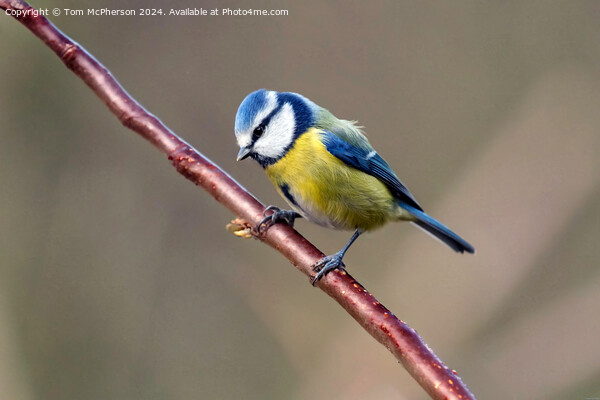 Blue Tit Picture Board by Tom McPherson