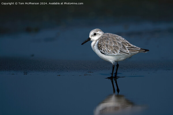 Sanderling Picture Board by Tom McPherson