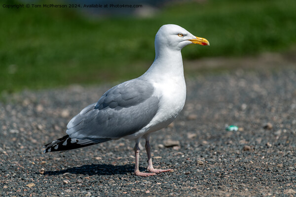 Herring Gull Picture Board by Tom McPherson
