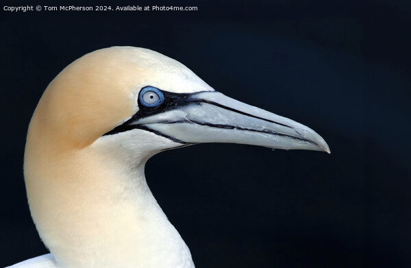 Gannet Picture Board by Tom McPherson