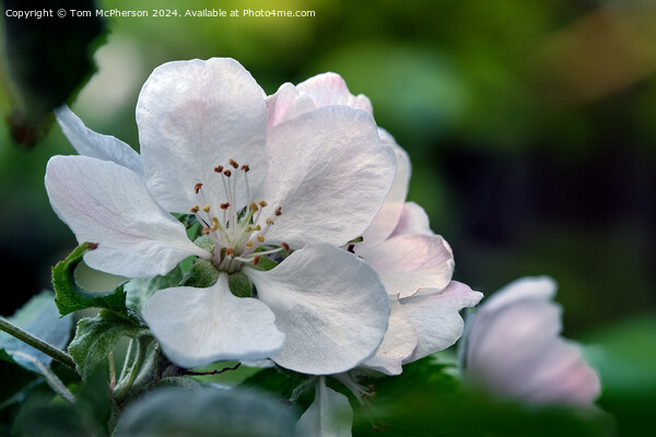 Crab Apple Blossom Picture Board by Tom McPherson