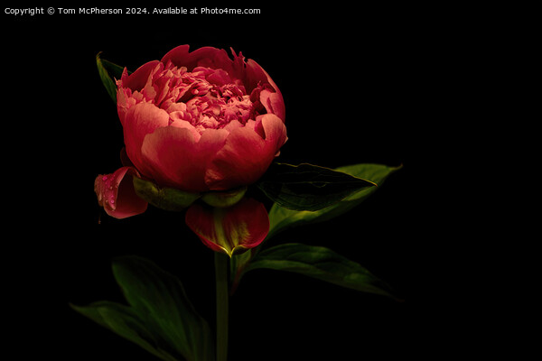 A ‘peony rose’  Picture Board by Tom McPherson