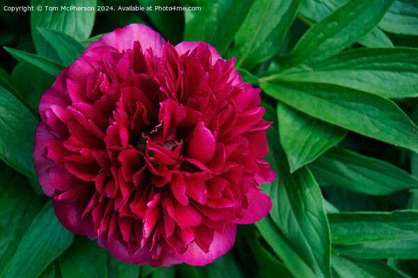 A ‘peony rose’  Picture Board by Tom McPherson