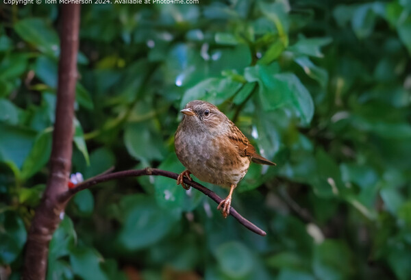 Dunnock on a Branch Picture Board by Tom McPherson