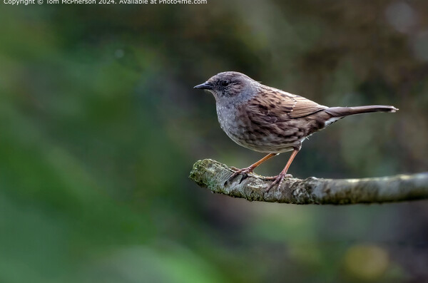 The Dunnock  Picture Board by Tom McPherson