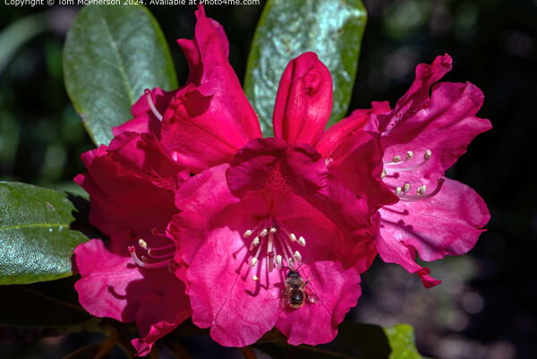 Bee on Rhododendron Picture Board by Tom McPherson