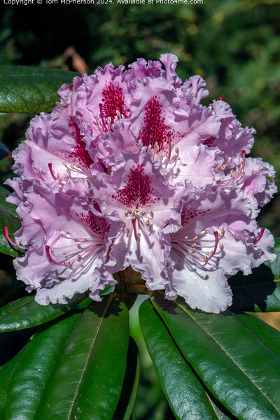 A rhododendron Picture Board by Tom McPherson