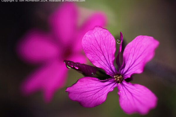 Delicate Purple Lunaria Macro Image Picture Board by Tom McPherson