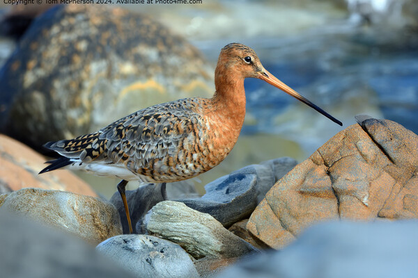 The black-tailed godwit  Picture Board by Tom McPherson
