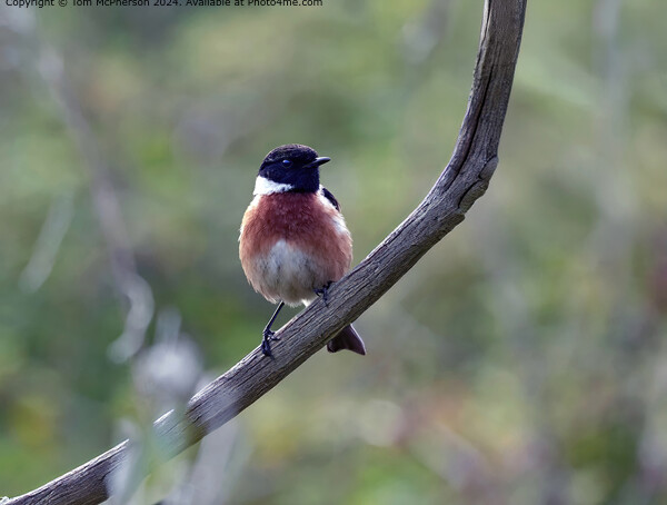 Stonechat Picture Board by Tom McPherson