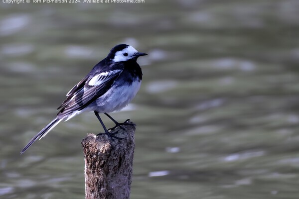 Pied Wagtail Bird Reflection Picture Board by Tom McPherson