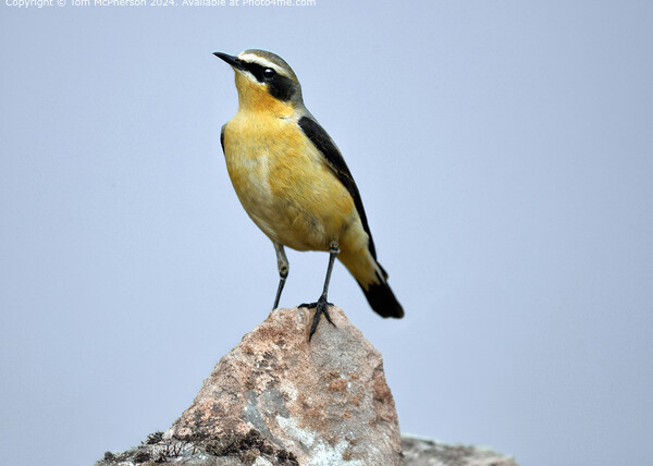 Ground-Dwelling Wheatear  Picture Board by Tom McPherson