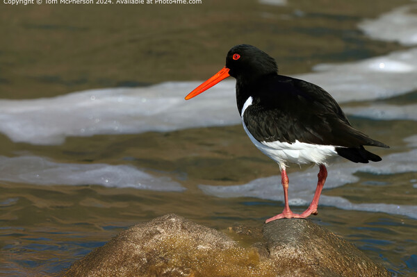 Oystercatcher  Picture Board by Tom McPherson