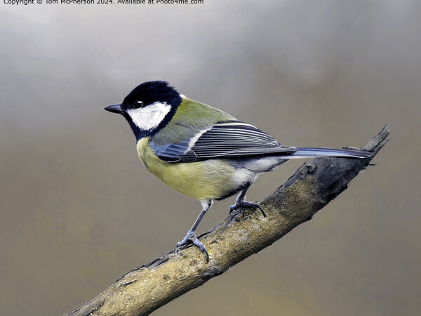 Great Tit in Nature Picture Board by Tom McPherson
